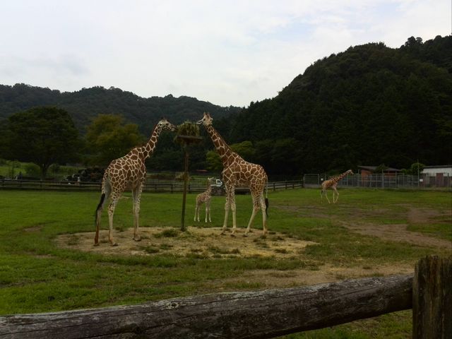 �H�g�䎩�R���������T�t�@�������h