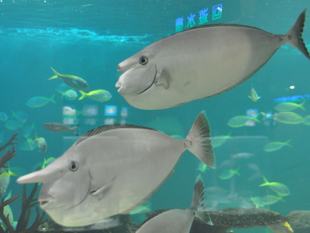 �V�����ۂ�T���s�A�U������