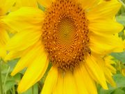 amucha̎R̊yZ̓eʐ^1