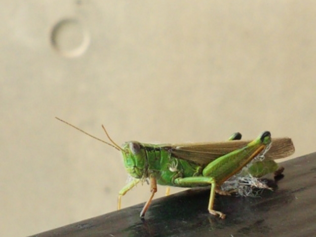 ���R������