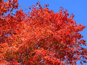 ̂肿񂳂̗[XkJē̓eʐ^3