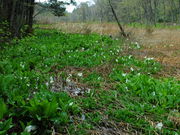 v[񂳂̐mԌQn̓eʐ^1