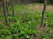 v[񂳂̐mԌQn̓eʐ^4