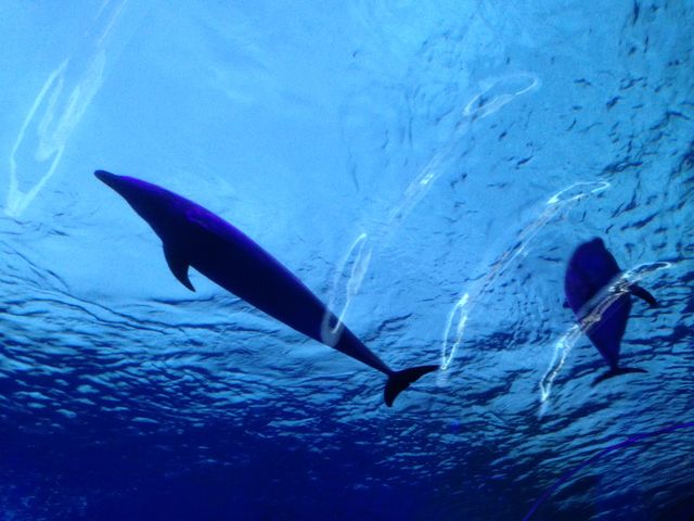 �`���E�[�u�^�����̉�_���l�E���i���V�[�p���_�C�X