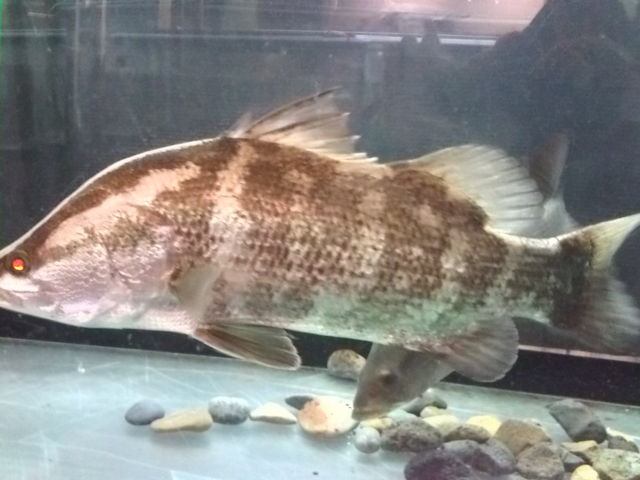 �����������A�J��_�o�̎R�W����������