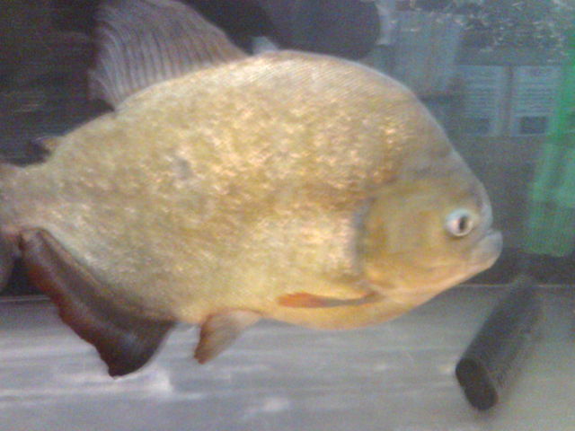 �ł����s���j�A_�o�̎R�W����������