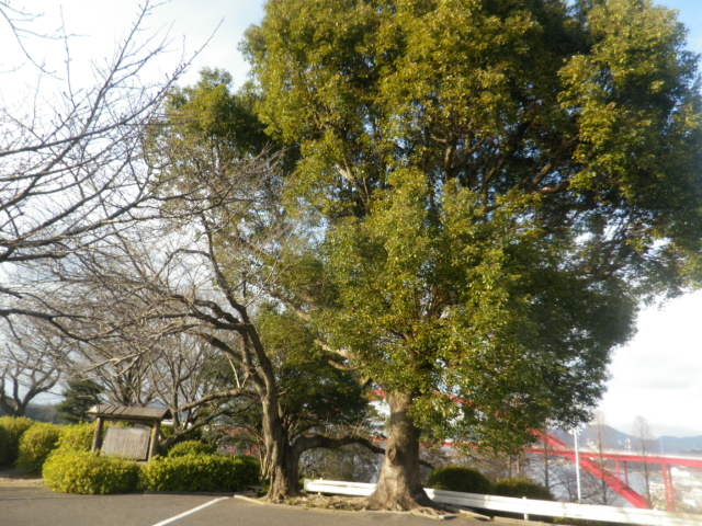 ����_���˂̐��ˌ���