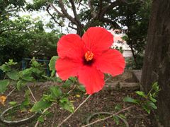 沖縄らしい南国気分を堪能できる花、ハイビスカス！ - ハイビスカスの