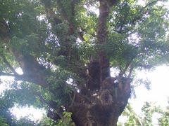 Ƃ񂳂̎񗢋钬̑AJMւ̓eʐ^1