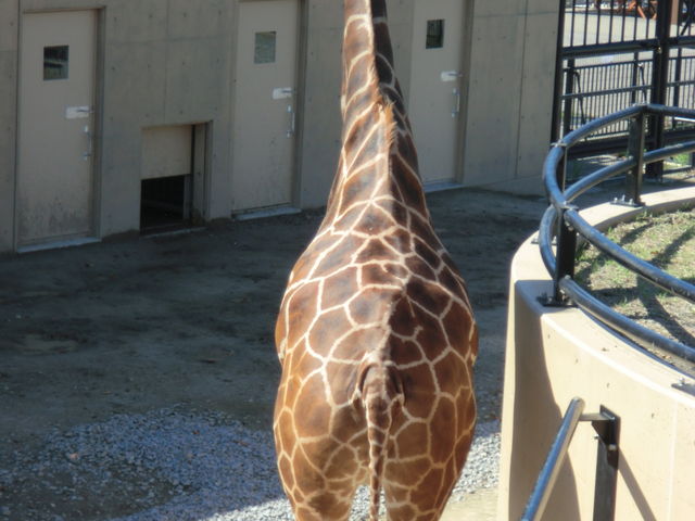 �����߂��Ō���܂�_���R������