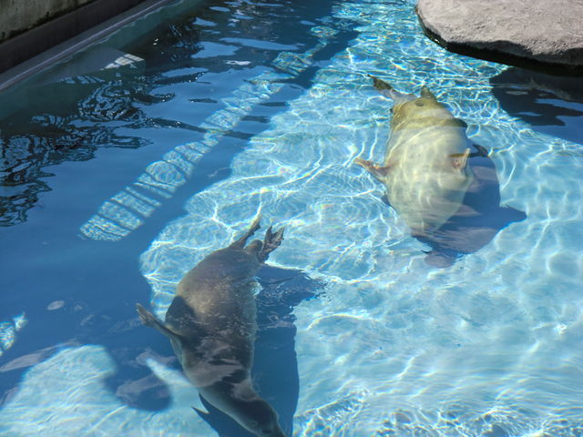 ���킢��_���R������