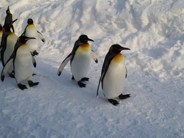 ���R������