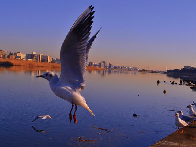 �]������̑�����̎U�����̓��e�ʐ^5