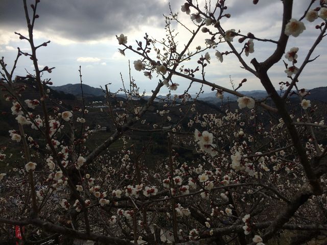 ̂肠̋IBΐ_cӔ~т̓eʐ^1