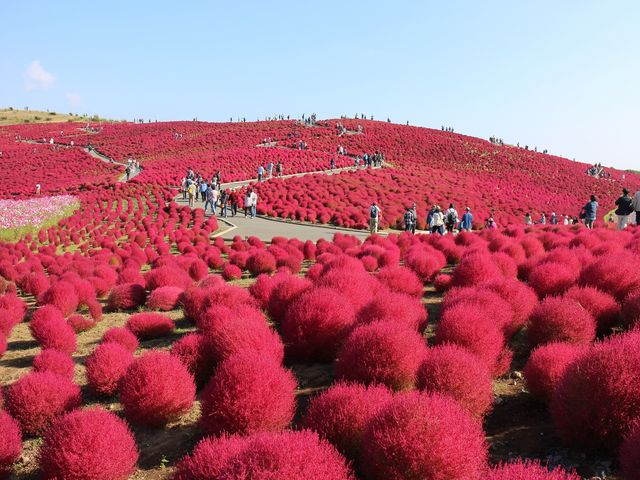 ���c�Ђ����C�l����