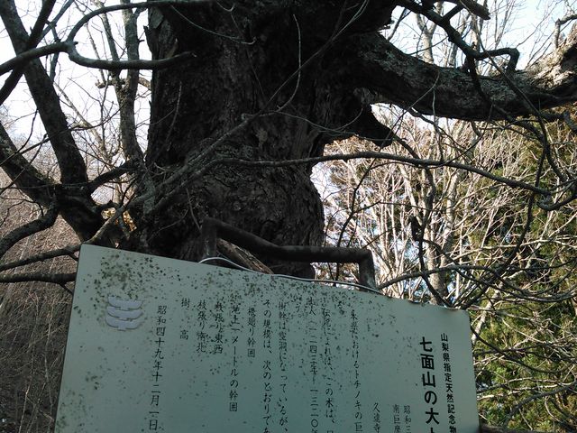 七面山の大トチノキ】アクセス・営業時間・料金情報 - じゃらんnet