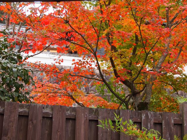 �F�N�₩�B_�{���̍g�t