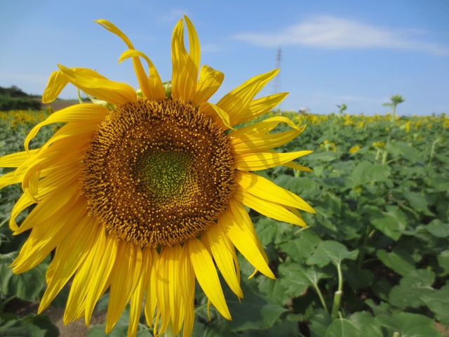 �Ђ܂�蔨�I_�ό��_���ԂЂ��