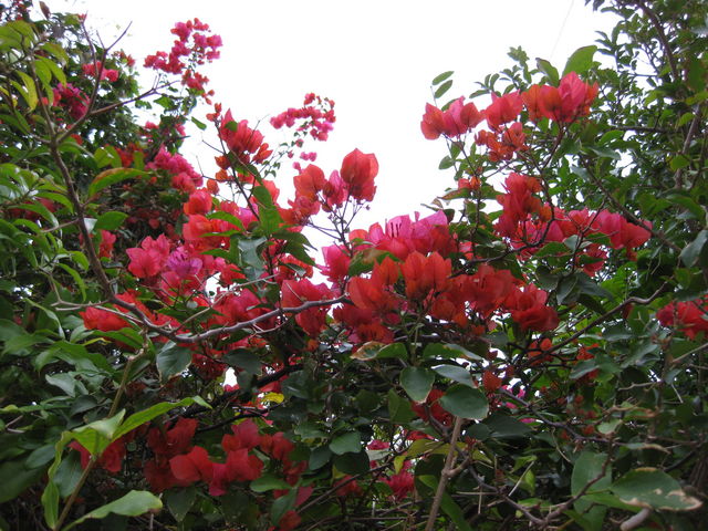 �u�[�Q���r���A