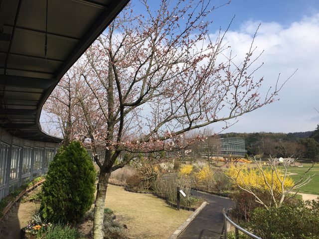 �����炫�n�߂Ă܂����B_���܂ˉԂ̋�