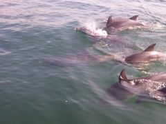 ̃CJEHb`O VÊόDւ̓eʐ^1