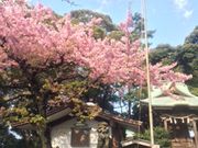 Ղ񂿂񂳂̋MD_Ђ̓eʐ^1