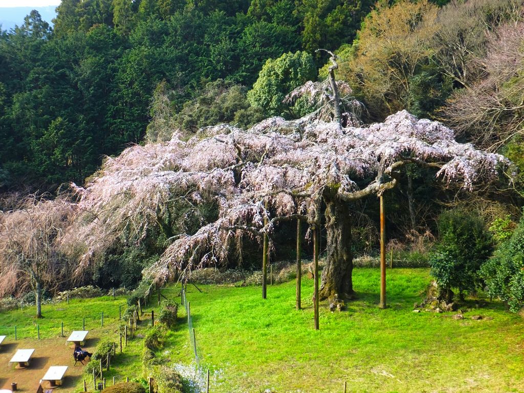 長興山のしだれ桜