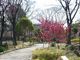 鶴亀松竹梅扇さんの荒子川公園ガーデンプラザのラベンダーの投稿写真1
