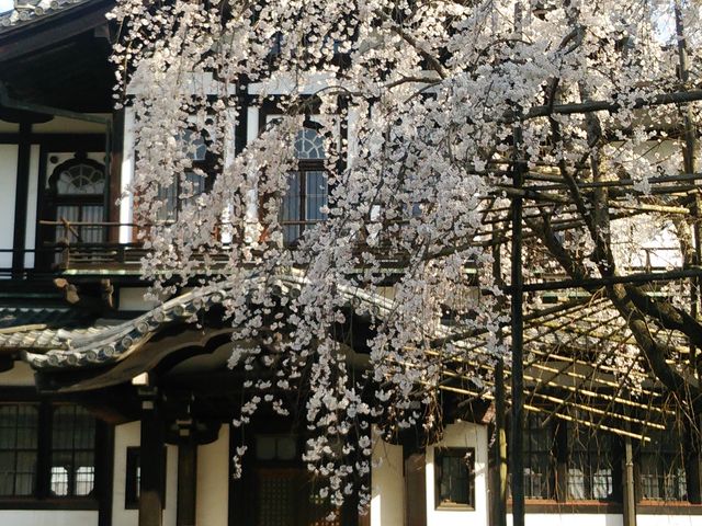 奈良の桜 2025年奈良の桜の開花情報｜特集｜奈良市観光協会公式サイト