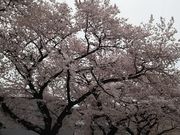 ˂񂳂̑OsZ^[̓eʐ^1