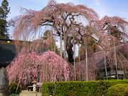 ݂Ԃ̎_̃CgUN̓eʐ^1