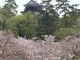 シトラさんの岡崎公園の桜への投稿写真3