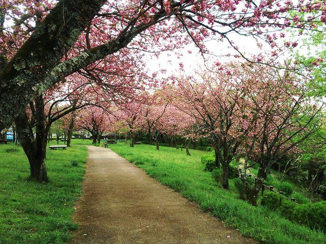 ����̎R����_�����`��ː����