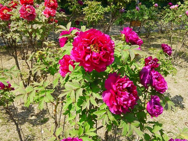 ���͉��O���Y��ł��B
_�⍑���Ê�