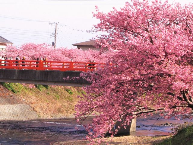 河津桜】アクセス・営業時間・料金情報 - じゃらんnet