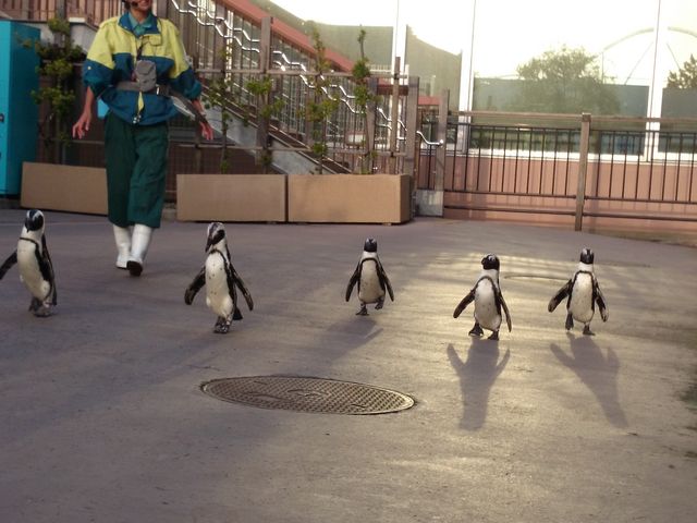 ���l�E���i���V�[�p���_�C�X�@�A�N�A���]�[�c