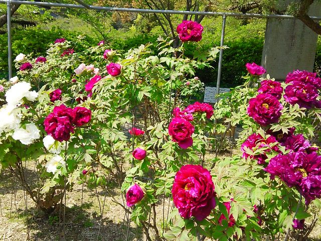 ���O���Y��ɍ炢�Ă��܂����B_�⍑���Ê�