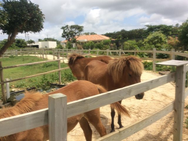 園内の飼育されているお馬さん。_まいぱり 宮古島熱帯果樹園
