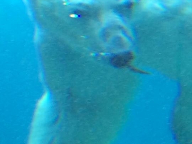 �z�b�L���N�O�}�ك��O���O�őO�񂾂ƁA���̔���_���R������