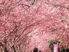 河津桜の写真一覧 じゃらんnet