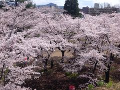 sakaeさんの盛岡城跡公園の桜の投稿写真1