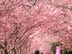 ひろさんの河津桜の投稿写真1