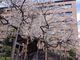 sakaeさんの石割桜の投稿写真1