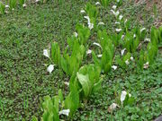 maaaya19����̂Ђ邪�̍����̐��o�V���E�̓��e�ʐ^2