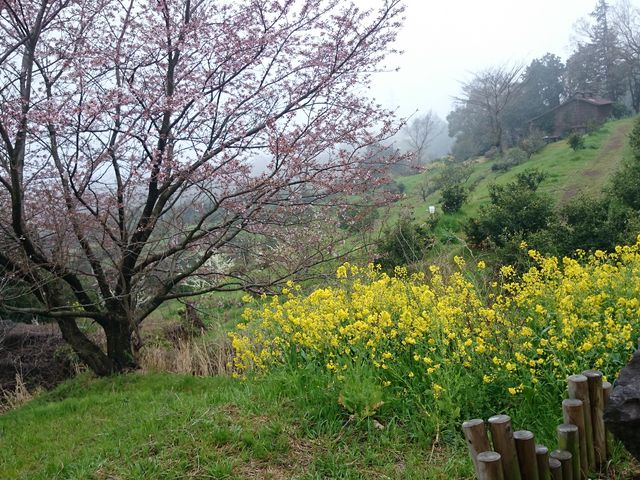 �؂̉ԂƃR���{_�Ί_�R����