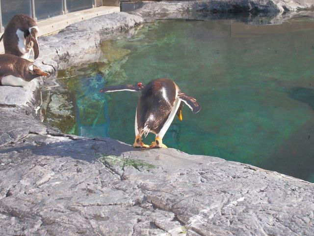 ���̂��P�c��_���R������