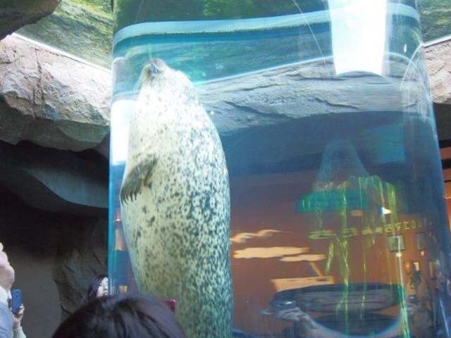 �Ȃ��Ȃ��ڂ̑O��ʂ��Ă��ꂸ�A�����܂����_���R������