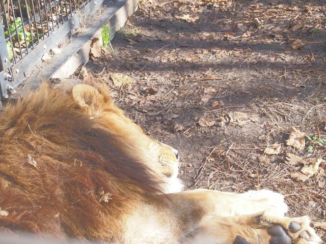 ���C�I������̓����ł����I_���R������