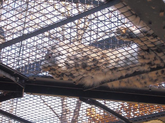 ���̎q�����L�q���E_���R������