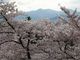 マックさんの盛岡城跡公園の桜の投稿写真2